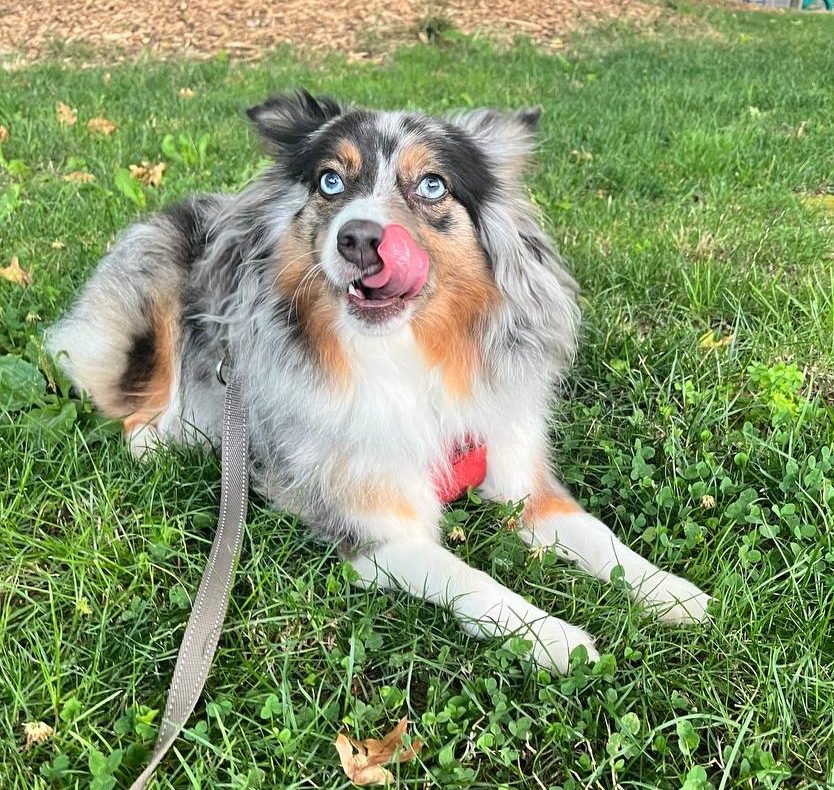 The Art of Doing Nothing: How I Learned to Help My Dog and Myself Just&nbsp;Be