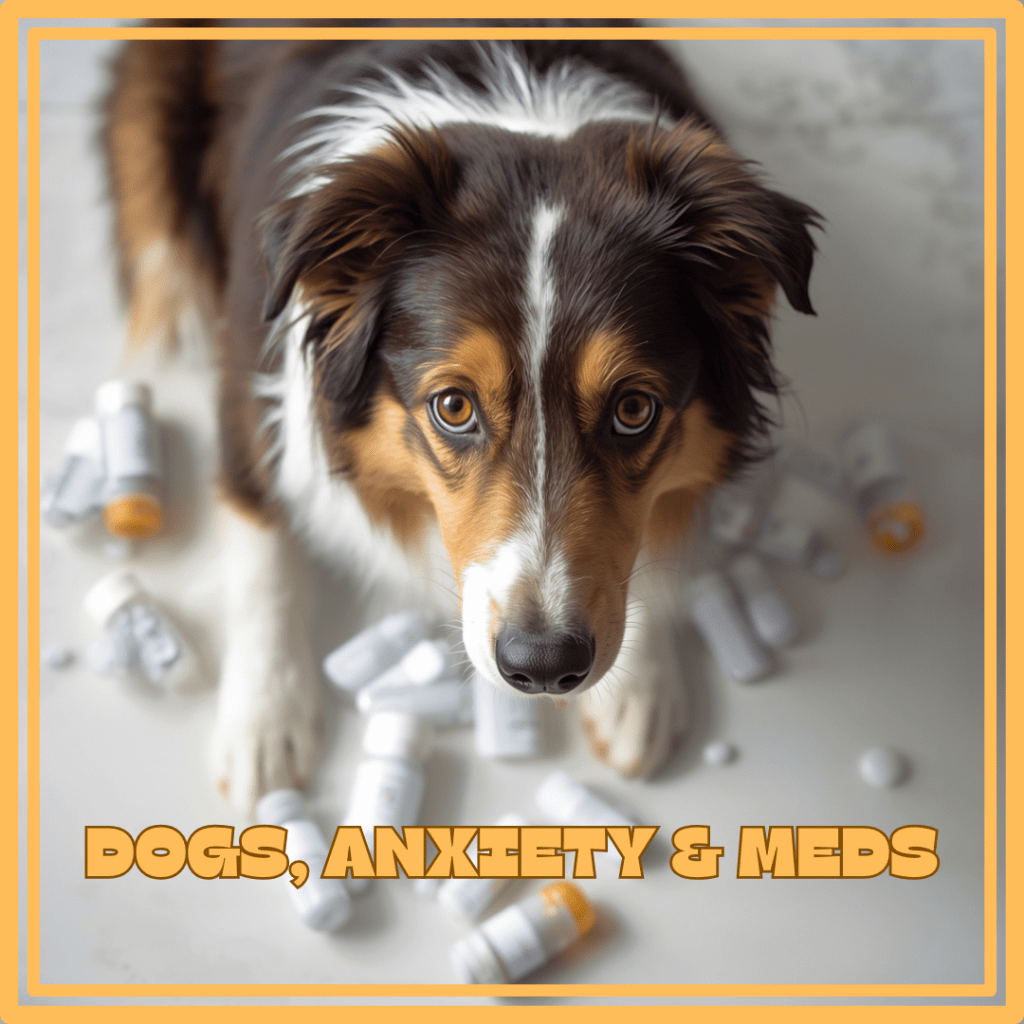 When Quiet Comes at a Cost: Medicine, Training, and Bringing Cookie&nbsp;Back