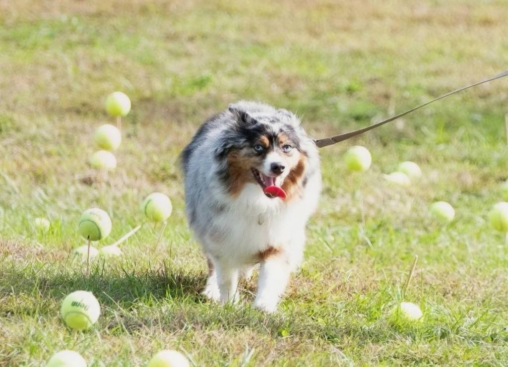 Dognition: See the World Through Your Dog’s Eyes (A Litte Surprise at the&nbsp;End!!!)