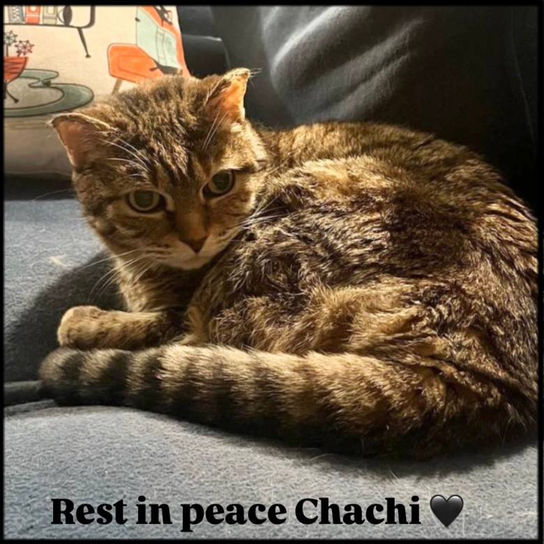 Pet Sitting Journey: A&nbsp;Farewell