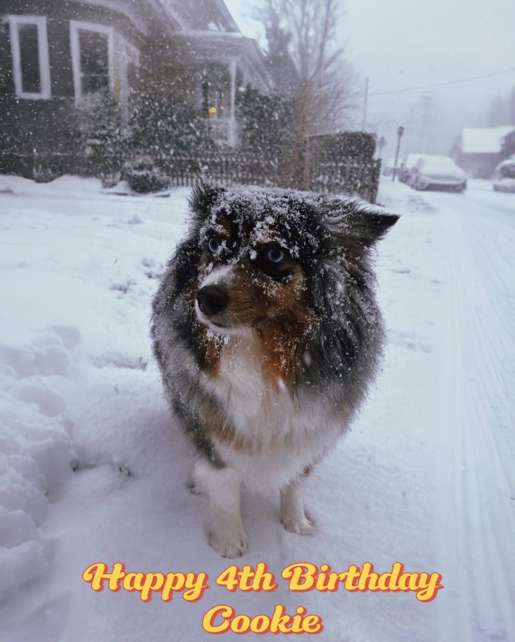 Happy fourth birthday,&nbsp;Cookie.